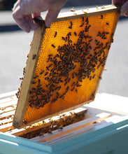 Ladda upp bild till gallerivisning, Bistad - Värmeljus av bivax med ljushållare i glas - 1 st. C-Lights