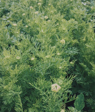 Ladda upp bild till gallerivisning, Schalk Mühle Ekologisk österrikisk svart spiskumminfröolja – 100 ml Schalk Mühle