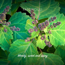 Ladda upp bild till gallerivisning, Friendly - Patchouli & Sandalwood - 100% naturligt och vegan Friendly Soap