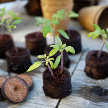 Ladda upp bild till gallerivisning, Grow It - Odlingsplugg av kokoskompost - Dyrkningsbriketter - 50 st Gardman