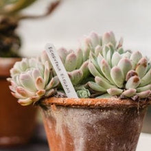 Ladda upp bild till gallerivisning, Gardner's Mate - Sticketikett- vit plast / 13 cm 50 st. Gardeners Mate