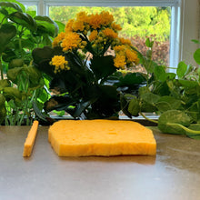 Ladda upp bild till gallerivisning, GreenGenius - Naturlig Cellulosasvamp - Stor (L) GreenGenius