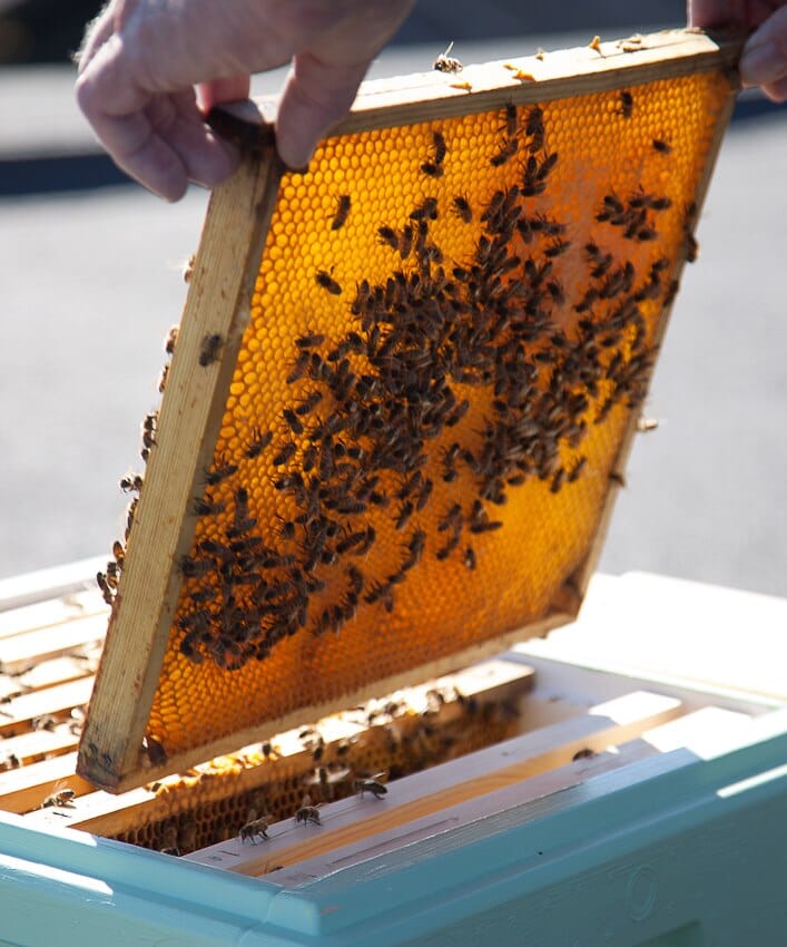 Bistad - Värmeljus av bivax med ljushållare i glas - 1 st. C-Lights 