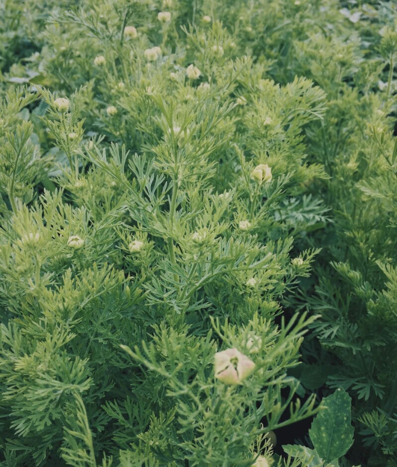 Schalk Mühle Ekologisk österrikisk svart spiskumminfröolja – 100 ml Schalk Mühle 