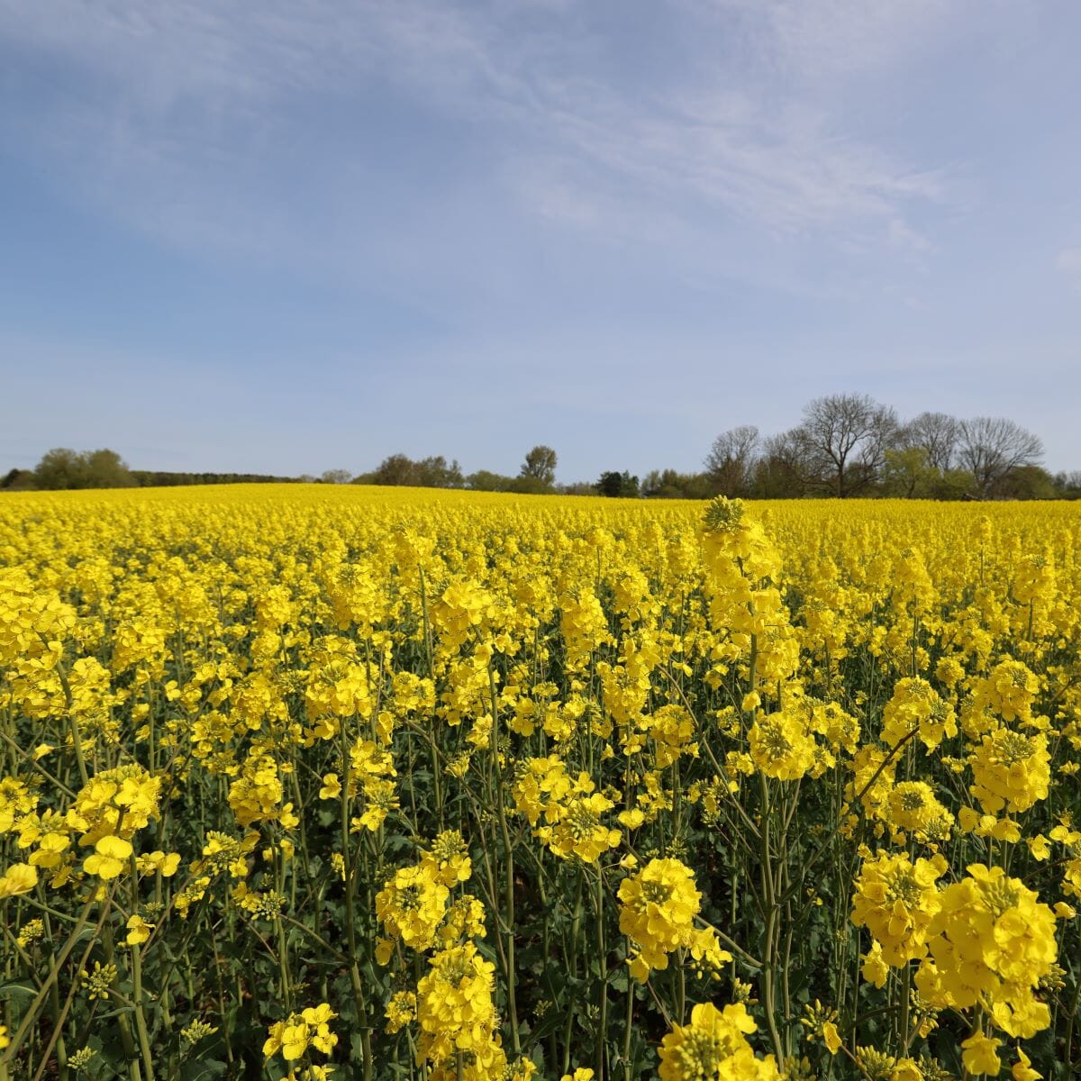 Nyborggård - Rapsolja Ekologisk - 1000 ml Nyborggaard 