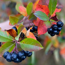 Ladda upp bild till gallerivisning, Finnish Superberries - Ekologisk aroniasaft - 3L Finnish Superberries 
