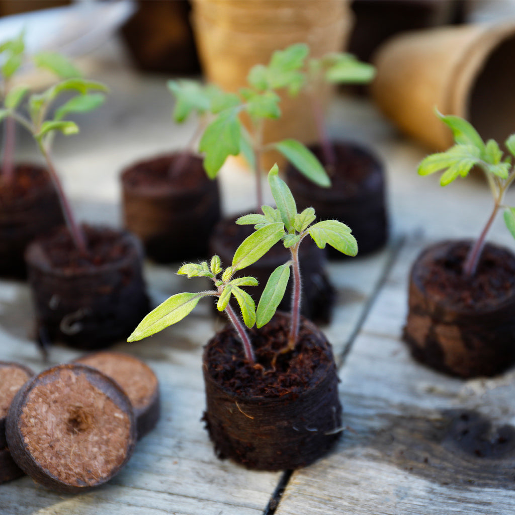 Grow It - Odlingsplugg av kokoskompost - Dyrkningsbriketter - 50 st Gardman 