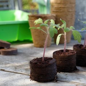 Grow It - Odlingsplugg av kokoskompost - Dyrkningsbriketter - 50 st Gardman 